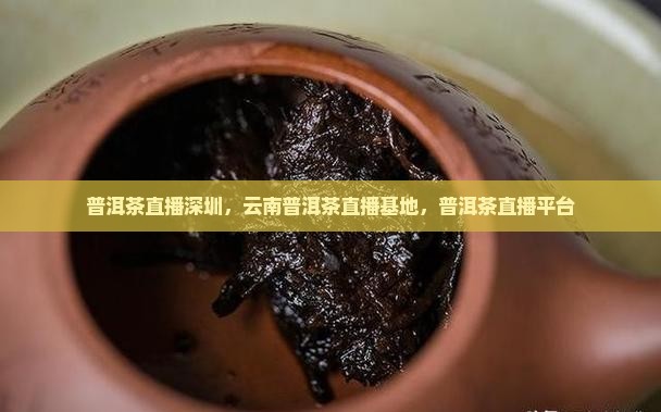 普洱茶直播深圳