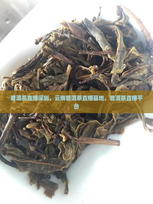 普洱茶直播深圳