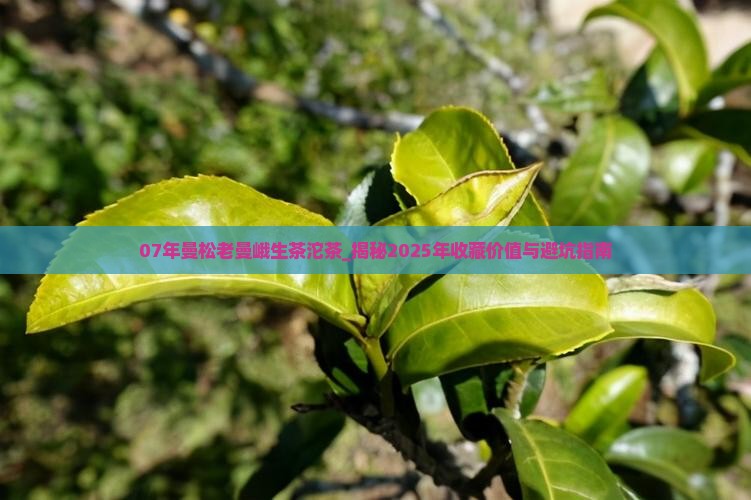 07年曼松老曼峨生茶沱茶
