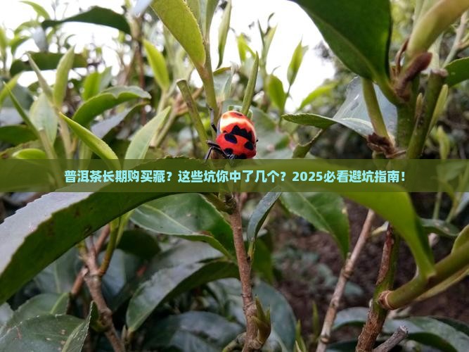 普洱茶长期购买藏