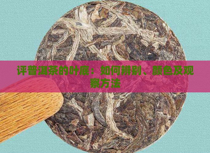 评普洱茶的叶底