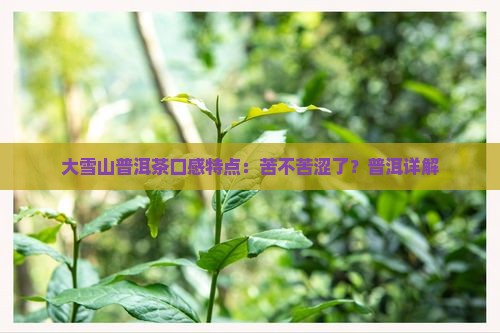 大雪山普洱茶苦不苦涩了