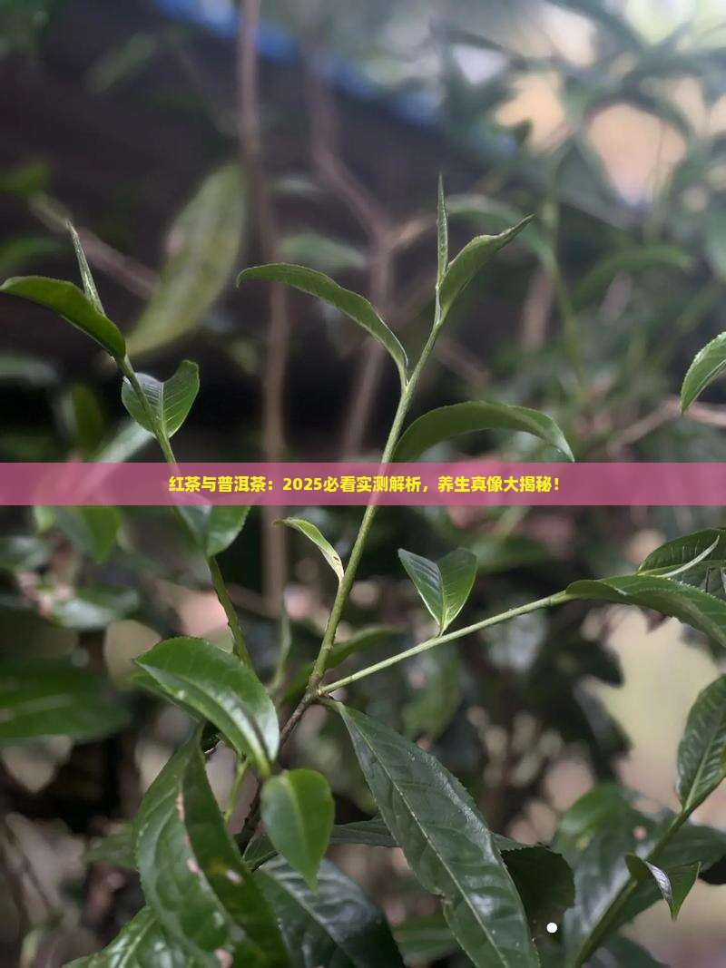 红茶与普洱茶哪个更养生
