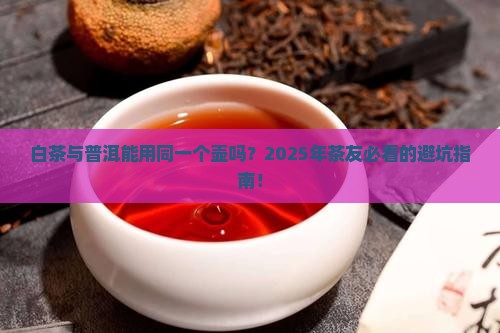 白茶与普洱用同一个壶