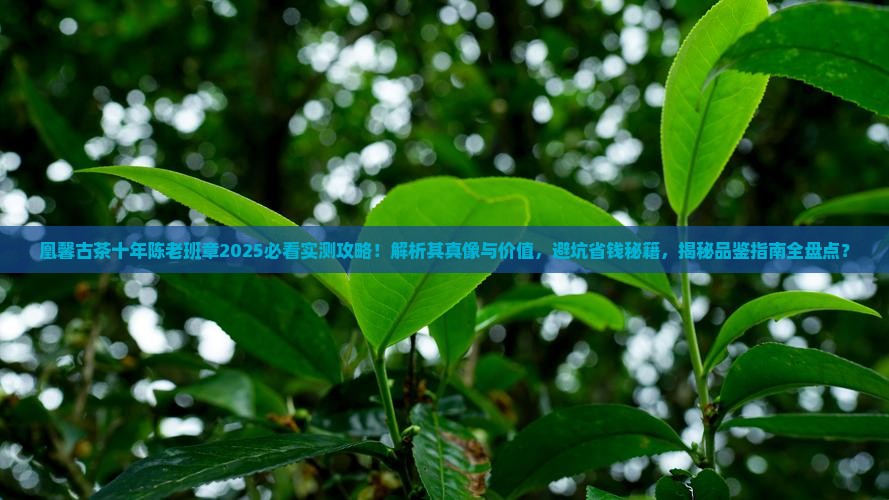 凰馨古茶十年陈老班章