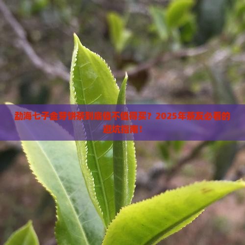 勐海七子金芽饼茶
