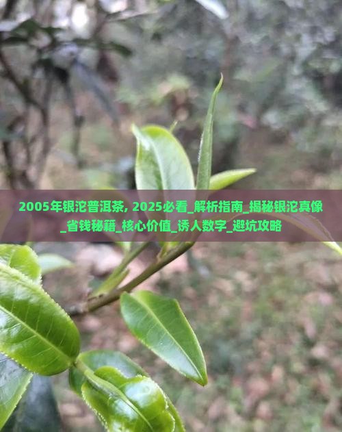 2005年银沱普洱茶