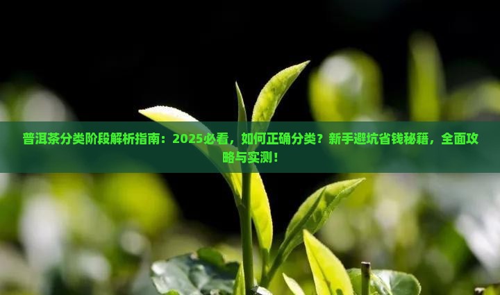 普洱茶分类阶段