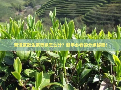 普洱茶散生茶等级划分