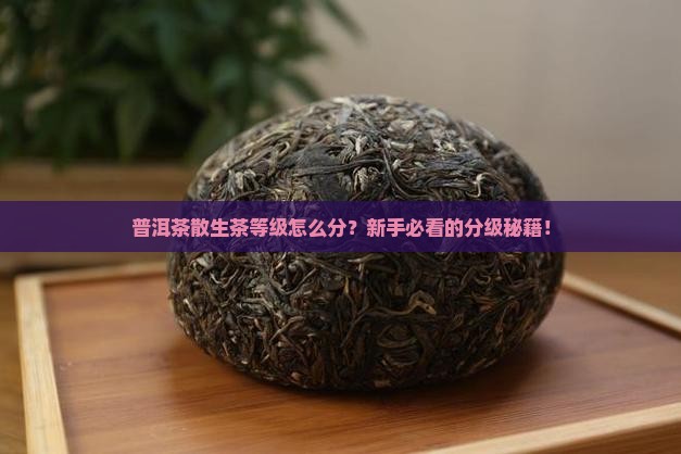 普洱茶散生茶等级划分