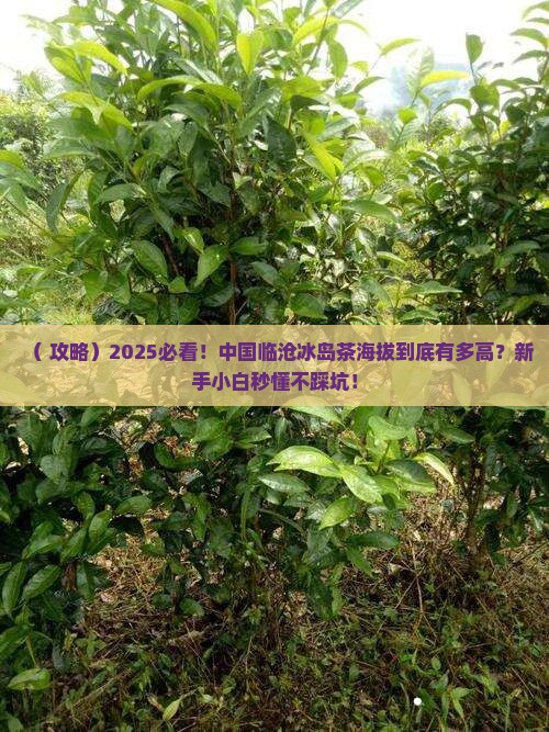 中国临沧冰岛茶海拔