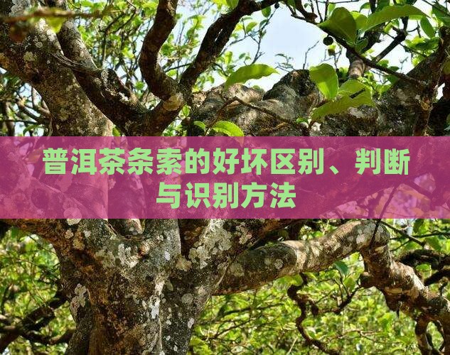 普洱茶条索的好坏