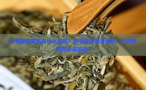 白茶和普洱茶有什么区别