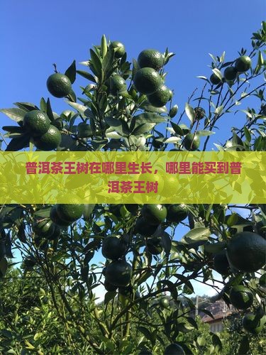 普洱茶王树在哪里