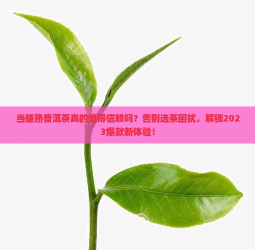当雄熟普洱茶品牌