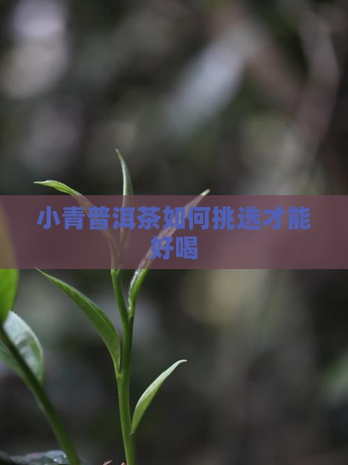 小青普洱茶如何挑选才能好喝