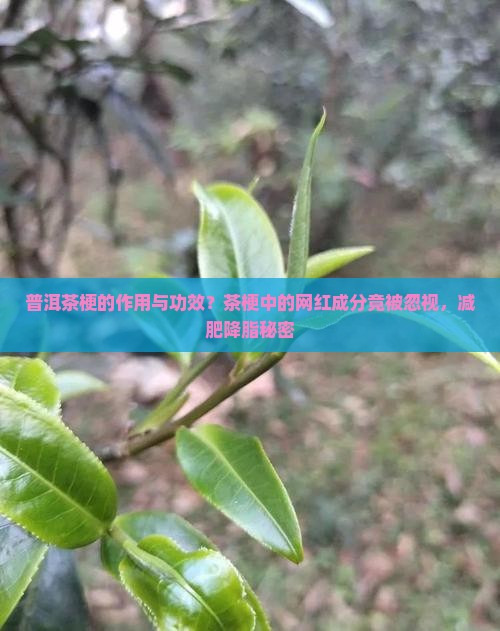 普洱茶梗的作用与功效？茶梗中的网红成分竟被忽视，减肥降脂秘密