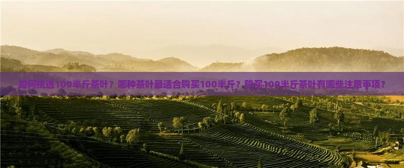 如何挑选100半斤茶叶？哪种茶叶最适合购买100半斤？购买100半斤茶叶有哪些注意事项？
