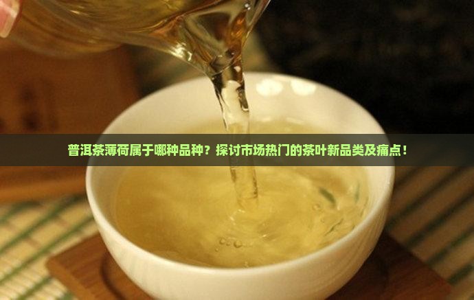 普洱茶薄荷属于哪种品种？探讨市场热门的茶叶新品类及痛点！
