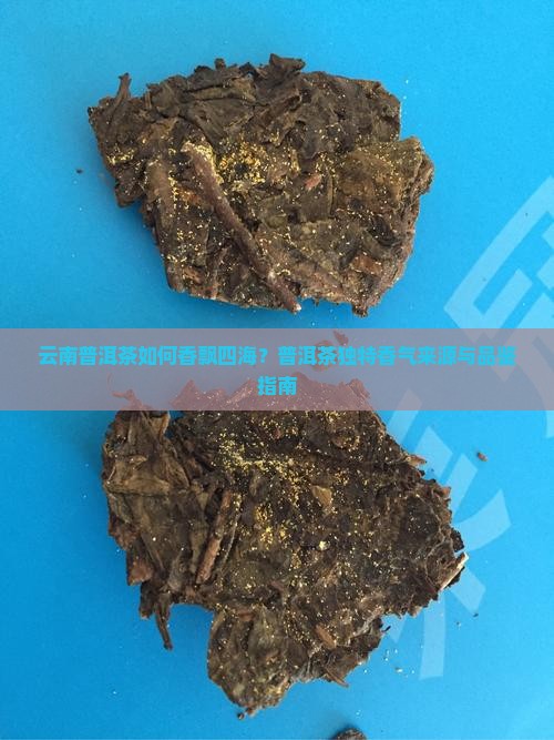 云南普洱茶如何香飘四海？普洱茶独特香气来源与品鉴指南