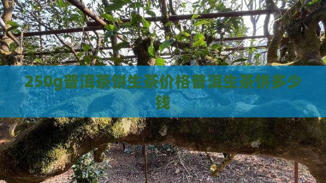250g普洱茶饼生茶价格普洱生茶饼多少钱