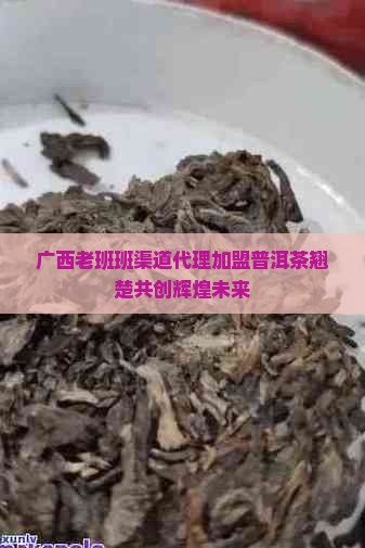 广西老班班渠道代理加盟普洱茶翘楚共创辉煌未来