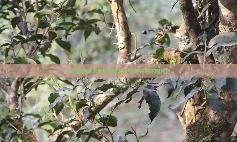 大益普洱茶云南生茶批发价格 京东独家图片售
