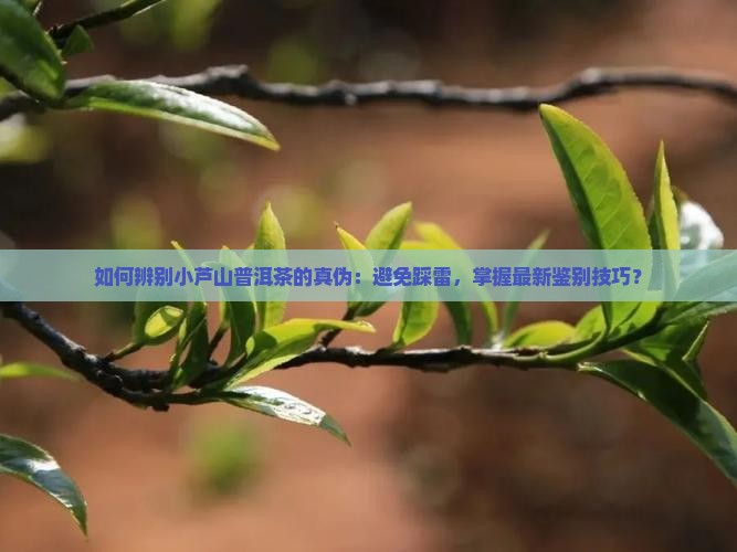 如何辨别小芦山普洱茶的真伪：避免踩雷，掌握最新鉴别技巧？