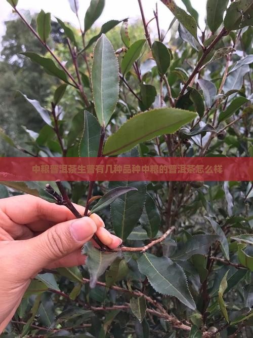中粮普洱茶生普有几种品种中粮的普洱茶怎么样