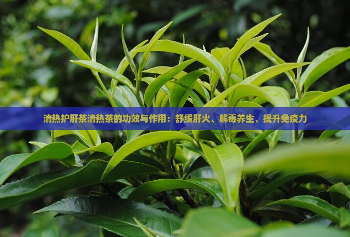 清热护肝茶清热茶的功效与作用：舒缓肝火、解毒养生、提升免疫力