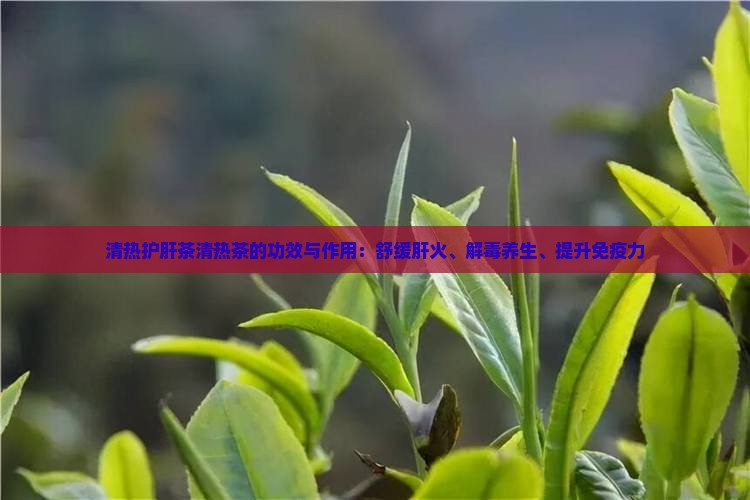 清热护肝茶清热茶的功效与作用：舒缓肝火、解毒养生、提升免疫力