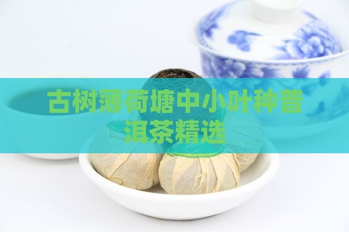 古树薄荷塘中小叶种普洱茶精选