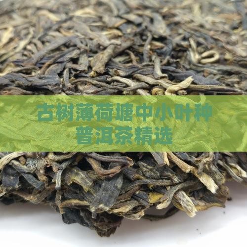古树薄荷塘中小叶种普洱茶精选