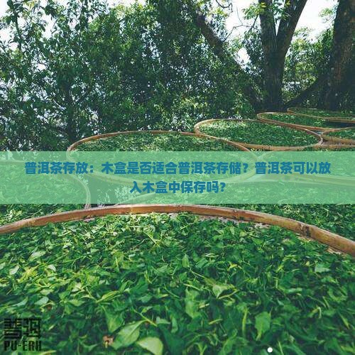 普洱茶存放：木盒是否适合普洱茶存储？普洱茶可以放入木盒中保存吗？