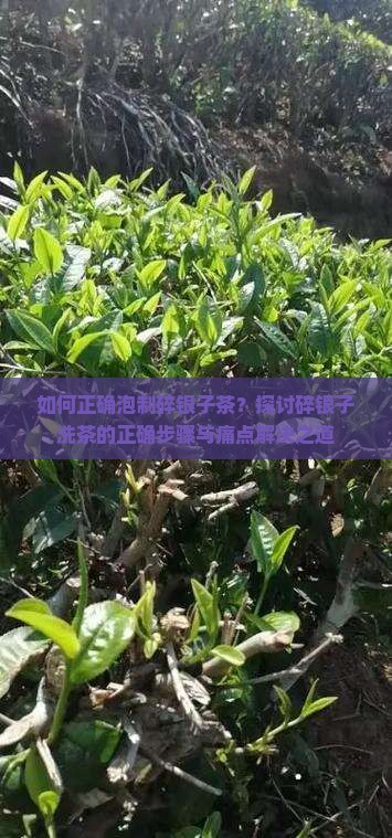 如何正确泡制碎银子茶？探讨碎银子洗茶的正确步骤与痛点解决之道