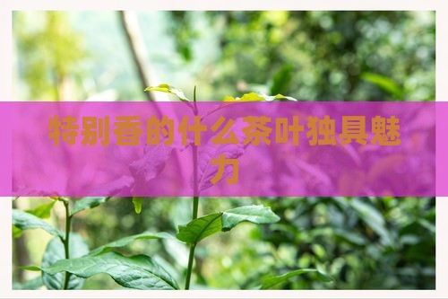 特别香的什么茶叶独具魅力