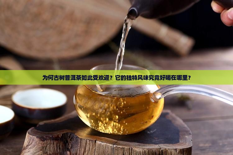 为何古树普洱茶如此受欢迎？它的独特风味究竟好喝在哪里？