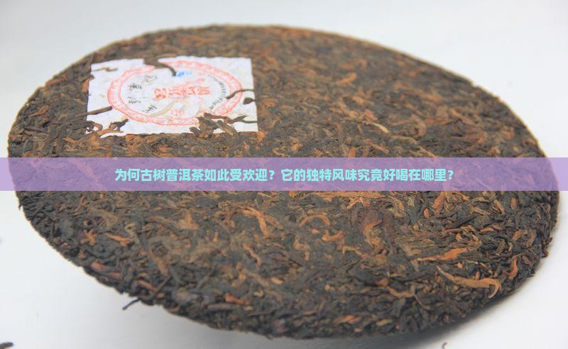 为何古树普洱茶如此受欢迎？它的独特风味究竟好喝在哪里？