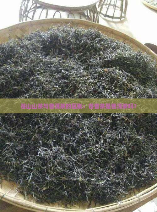 苍山山茶与普洱茶的区别：苍普茶是普洱茶吗？