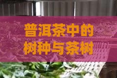 普洱茶中的树种与茶树品种研究