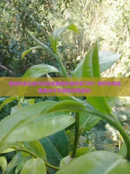 老班章茶王地与冰岛老寨的价值究竟几何？揭开普洱收藏痛点与市场热词背后的！