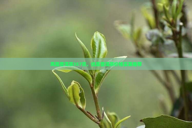 凤凰普洱茶357克，优质普洱茶价格实惠推荐