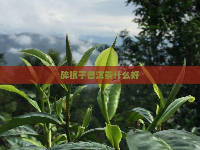 碎银子普洱茶什么好