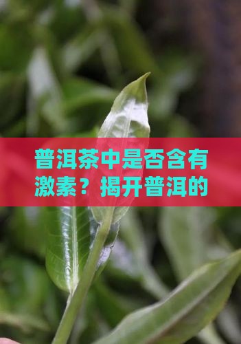 普洱茶中是否含有激素？揭开普洱的秘密