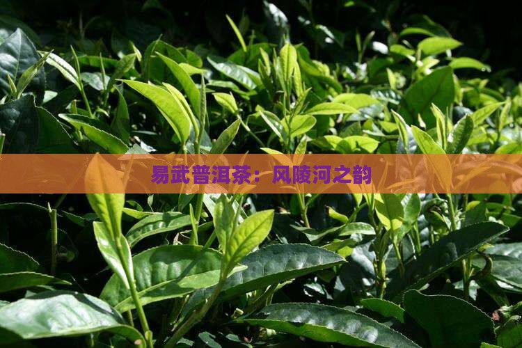 易武普洱茶：风陵河之韵