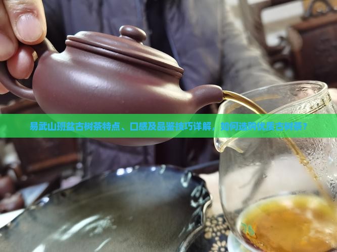 易武山班盆古树茶特点、口感及品鉴技巧详解，如何选购优质古树茶？