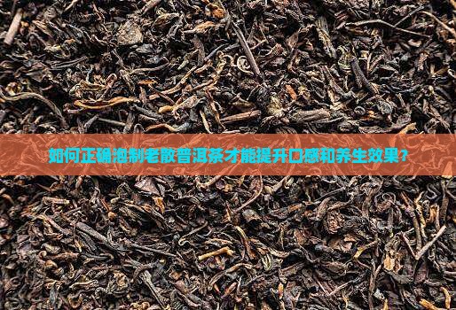 如何正确泡制老散普洱茶才能提升口感和养生效果？