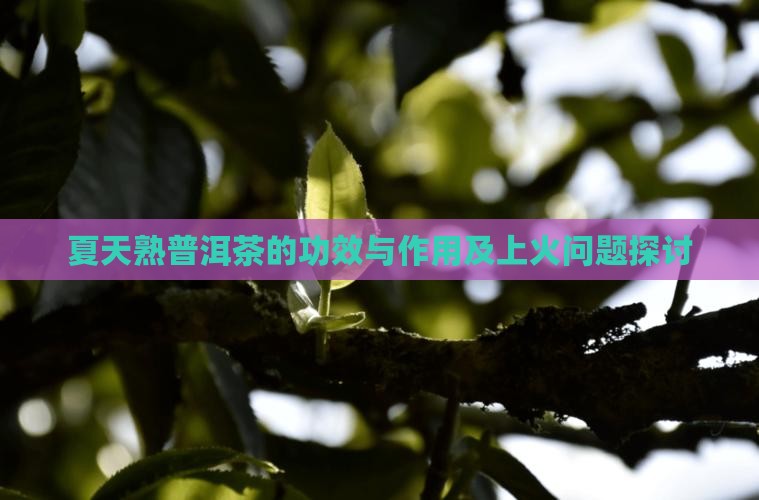夏天熟普洱茶的功效与作用及上火问题探讨