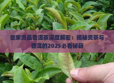 皇家贡品和普洱茶