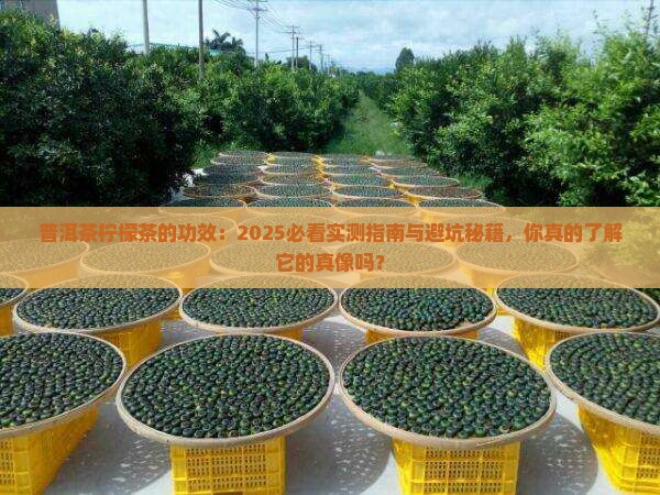 普洱茶柠檬茶的功效